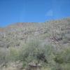 Saguaro National Park on our way to the Sonora Desert Museum west of Tucson